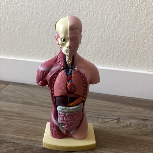 Medical anatomical human - medical,