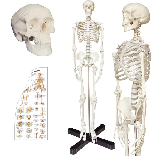 Human skeleton model - human,