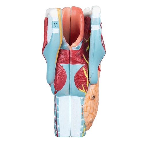 Human larynx model - larynx,