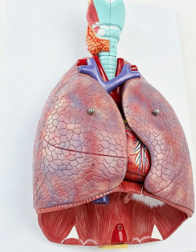 Human lungs model with heart - model,