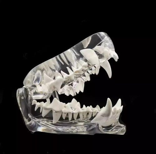 Dog teeth pet dental - dog,