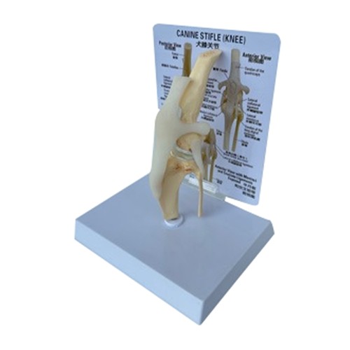 Canines knee model - canines, joint