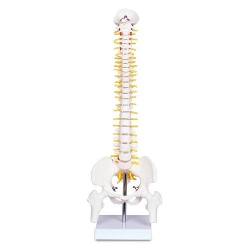 Inch human spine - 17.72,